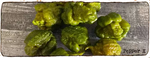 L'image montre un tas de piments verts, il sagit de la variété la plus forte du monde, les piments Pepper X