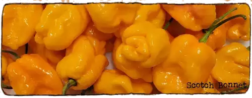 L'image montre un tas de Piment Scotch Bonnet, ils sont jaunes