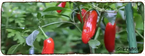 L'image montre trois petits piments serrano dans un pied avec du feuillage
