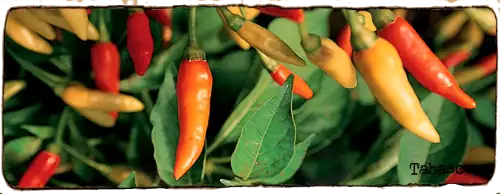 L'image montre des piments tabasco, ils sont à différents stades de maturité
