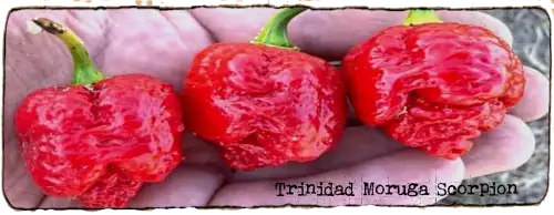L'image montre une main qui tient trois Piments Trinidad Moruga Scorpion, ils sont rouges et fripés
