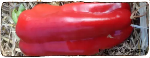 L'image montre un poivron rouge