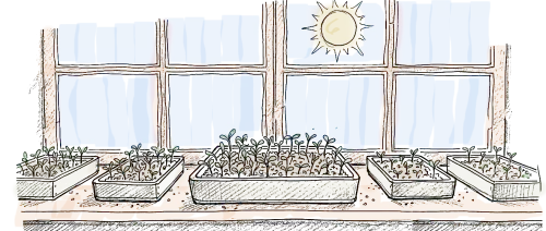 un dessin au trait de caisettes de semis derrière les carreaux