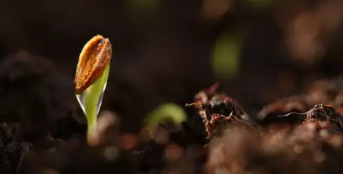 L'image montre une graine qui sort du terreau