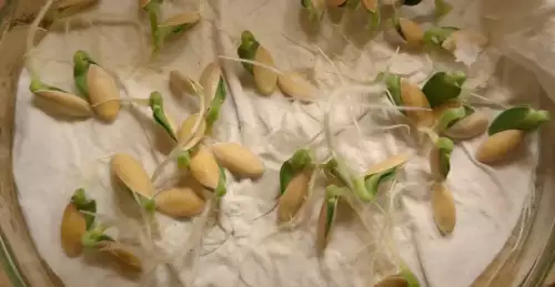 des graines de melon qui germent