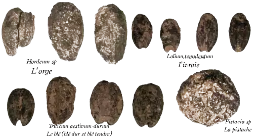 des graines fossilisé, des résidu carpologiques