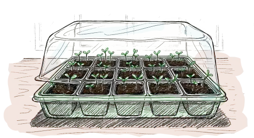 Dessin d'une mini serre rempli de godets et de plantules