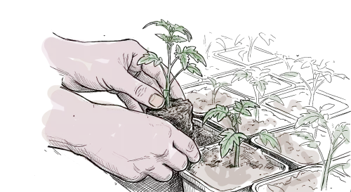 dessin d'un geste de repiquage