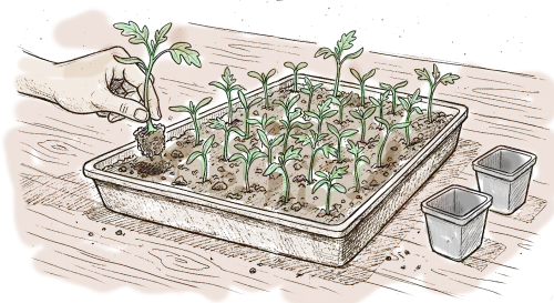 dessin au trait d'un repiquage, une main tient une motte avec une plantule