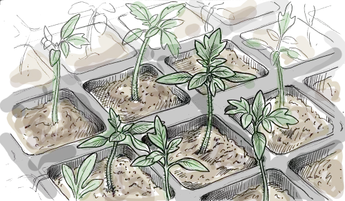 Plaque de semis avec plantules prètes pour le repiquage