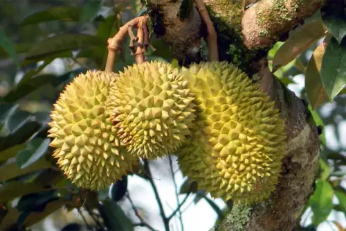 une grappe de durian
