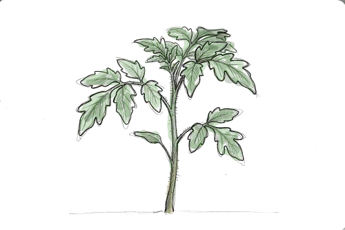 pied de tomate en dessin