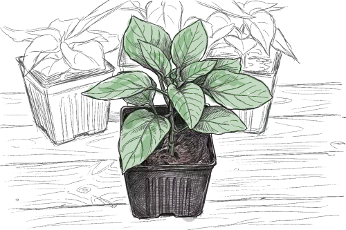 un dessin de plant de piment