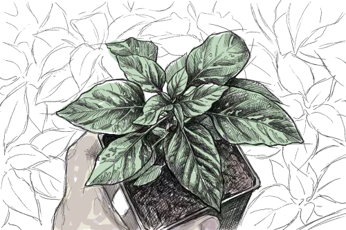 une main qui tien un plant de piment