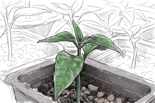un dessin de plant de poivron