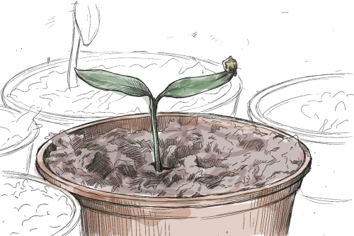 une plantule de piment qui viens juste de germer