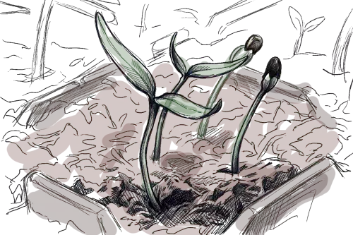 des plantules qui viennent juste de germer