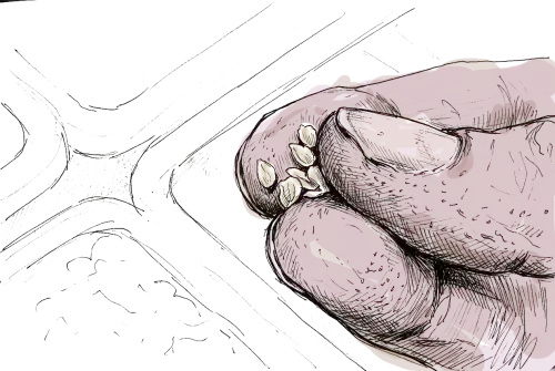 des doigts qui tiennent des graines de tomates