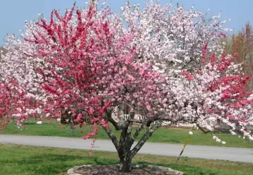 L'image montre un arbre greffé en fleurs