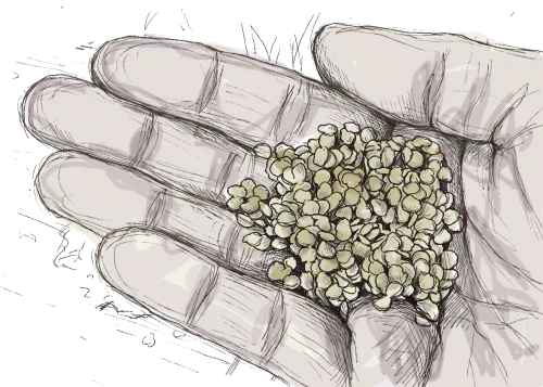 des graines de piment dans la main d'un type, c'est un dessin