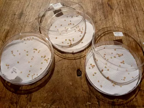 des boites de petri sur une table avec des graines de tomate