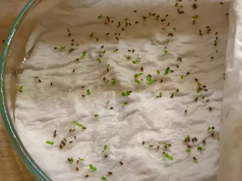 test de germination dans des boites de petri, ici des graines d'agastache qui germent