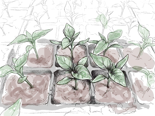 Plaques de piments en culture