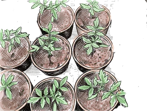 quelques pots de tomates