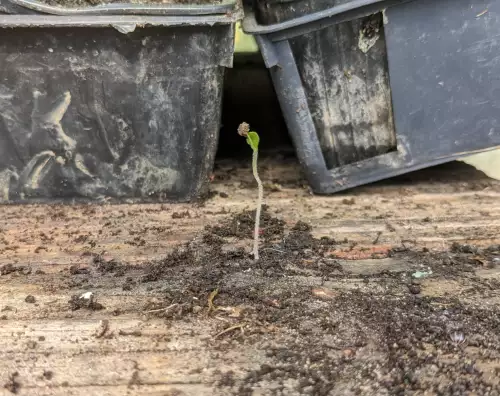 L'image montre une plantule qui pousse sur une planche en bois