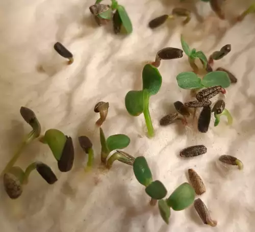 graines de tournesols qui germent en test