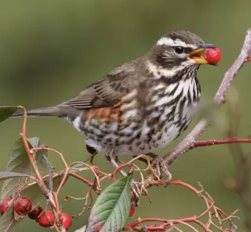 La grive qui mange une baie 