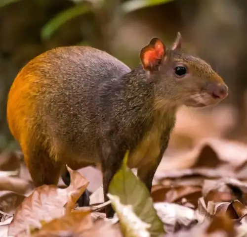 un agouti dans les bois