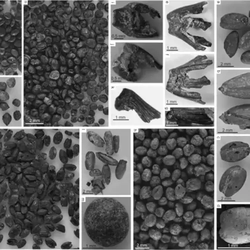 assemblage de photos en noir et blancs de graines fossilisées