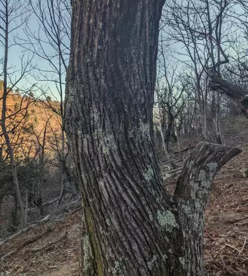 L'image montre un point de greffe presque invisible sur un chataignier.