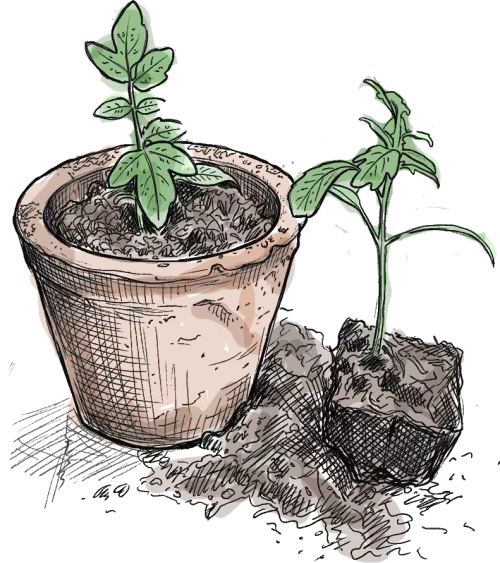 des beaux pieds de tomates, un en pot et l'autre en motte, c'est dessin