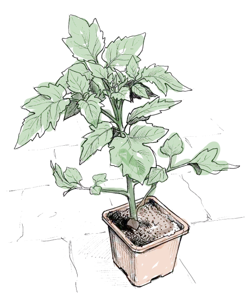 un pied de tomate dans un godet