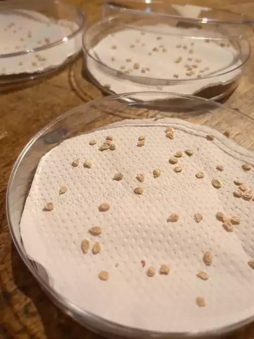 des boites en verres qui contiennent des graines de tomates