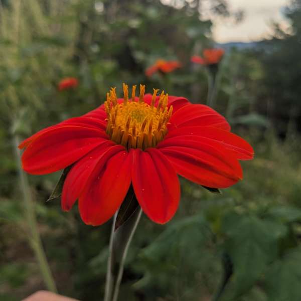 Tithonia 