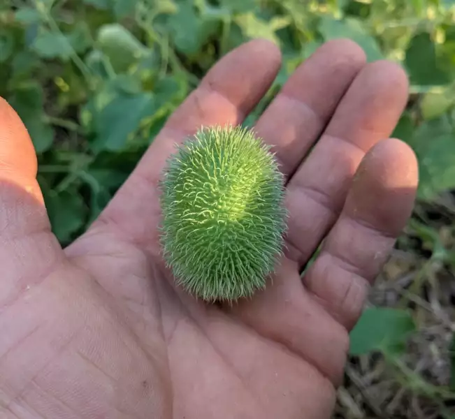 Concombre hérisson