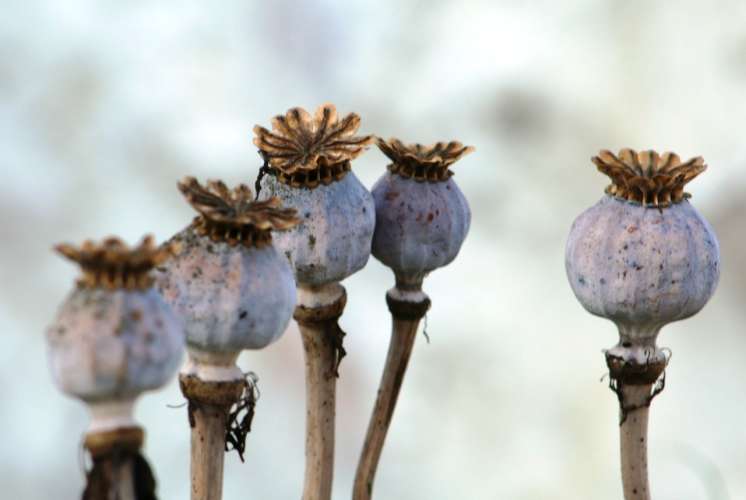 Pavots en Mix