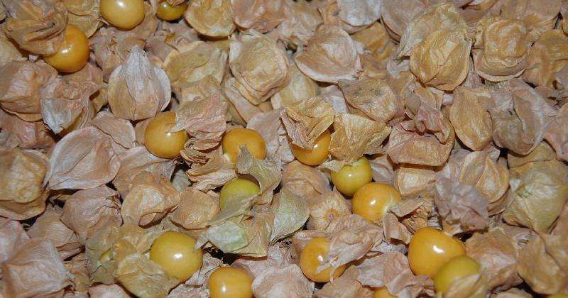 FStening 30 Pièces Les Graines De Physalis Peruviana Rares Et Fraiches Rouges A Maquereau Plantees Sur Un Balcon Exterieur Apportent Plaisir Visuel Intense 1068397216