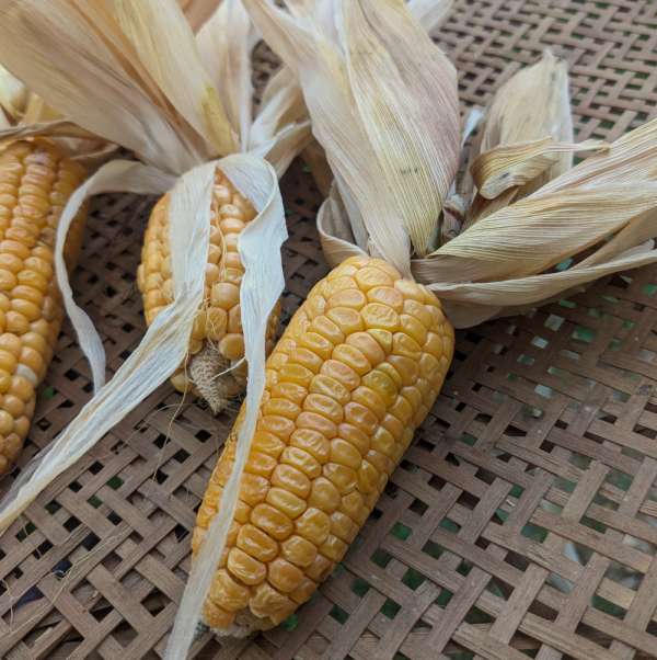 Maïs doux "Orchard Baby Sweet"