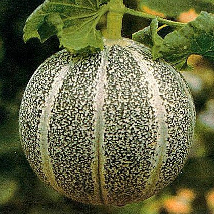 Melon "Petit Gris de Rennes"