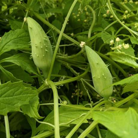 Cyclanthère à feuilles digitées