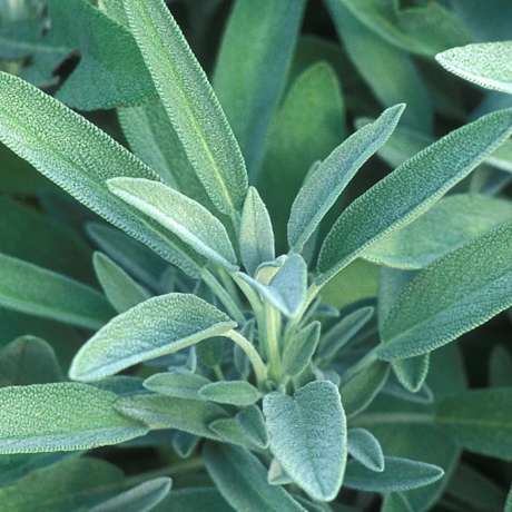 Sauge officinale