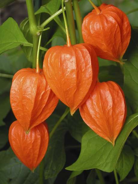 Physalis Franchetii, "Lanterne chinoise"