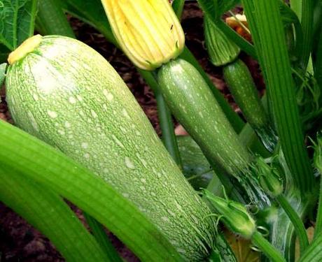 Courgette "Verte d'Alger"