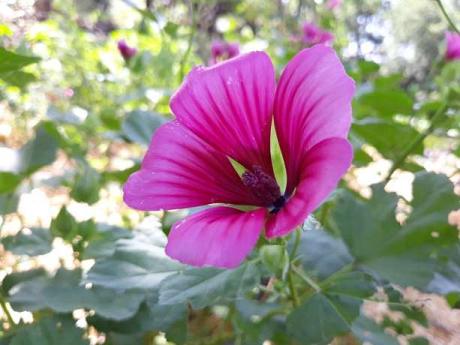 Malope Trifida