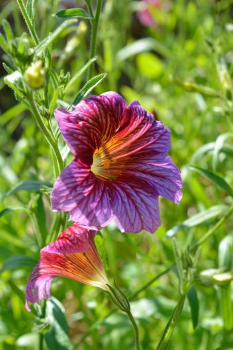 Salpiglossis sinuata