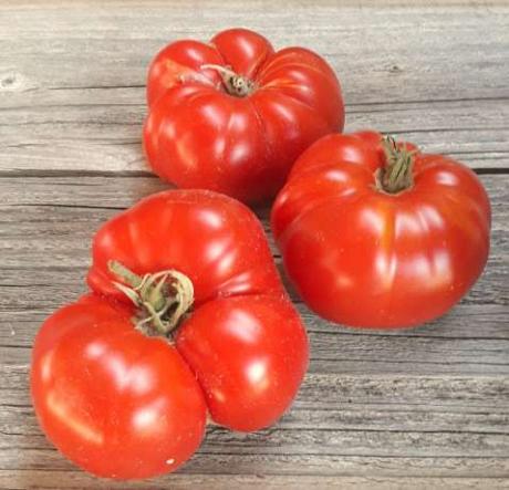 Tomate "Brandywine"